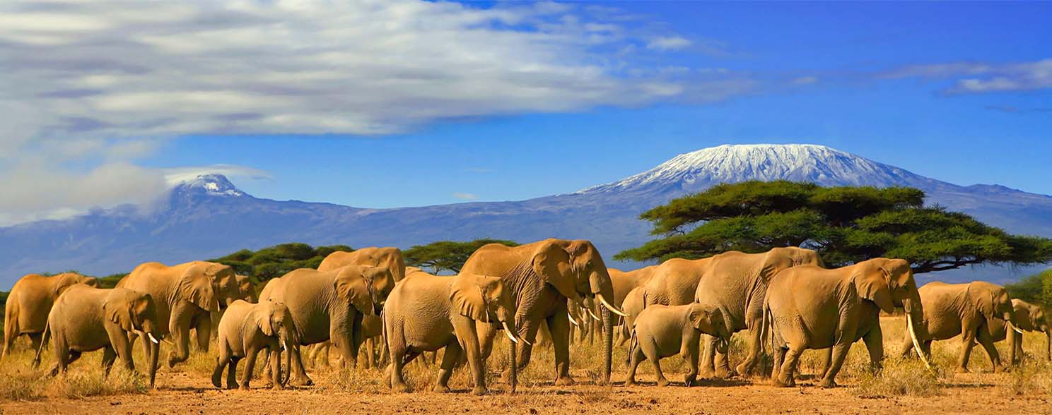 Africa Super Specials