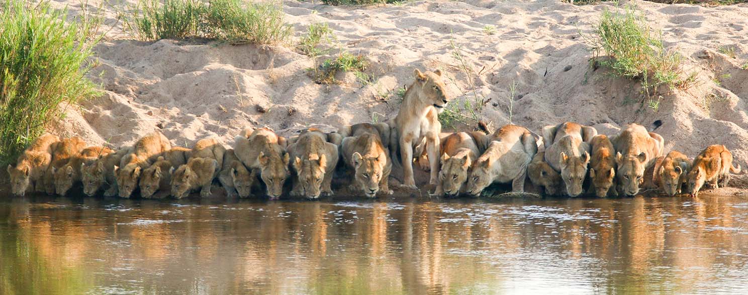 Africa Specialists