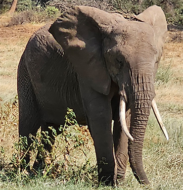 Africa Travel Deals